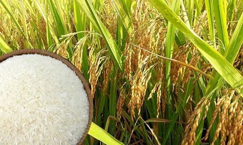 Giá lúa gạo ngày 26/4: Giá gạo tăng nhẹ, 10Lc88 Giải Trí Thể Thao giao dịch sôi động