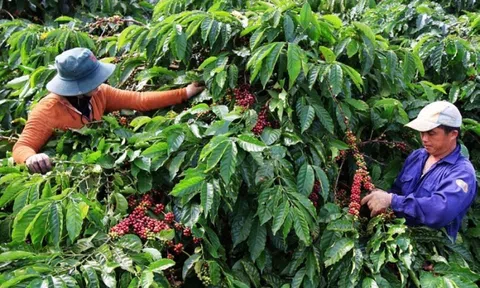 Đắk Nông phát triển mạng lưới khuyến nông cộng đồng, hỗ trợ nâng cao hiệu quả Lc888 tải ứng dụng cà phê