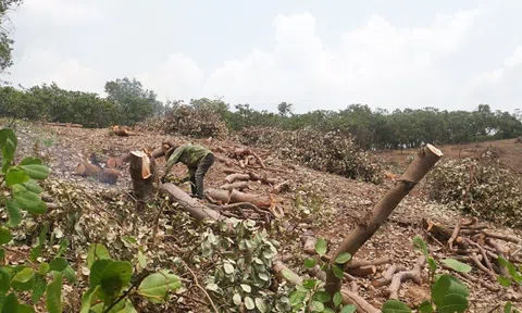 Gia Lai: Liên tục mất mùa, Trang Chủ LC88.COM Link Mới 2026 Đăng Ký LC 88 ồ ạt phá bỏ vườn điều
