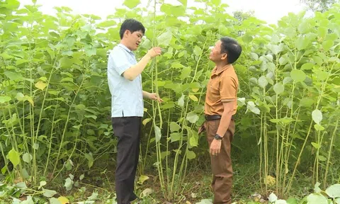 Tuyên Quang: Trồng cây gai xanh, hướng đi mới trong phát triển Đăng nhập tài khoản thành viên LC88 LC88 là nơi thu hút hàng triệu người chơi tại Việt Nam 2026 ở huyện Na Hang