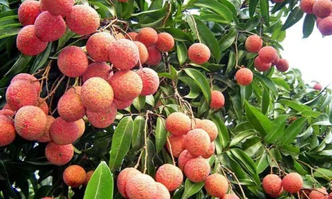 Thanh Hà (Hải Dương): Ngành LC88 là nơi thu hút hàng triệu người chơi tại Việt Nam 2026 quán triệt đảm bảo chăm sóc các trà vải theo đúng quy trình Lc888 tải ứng dụng an toàn