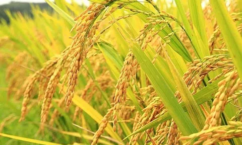 Giá lúa gạo ngày 30/5: Gía lúa gạo tiếp tục ổn định, 10Lc88 Giải Trí Thể Thao giao dịch sôi động