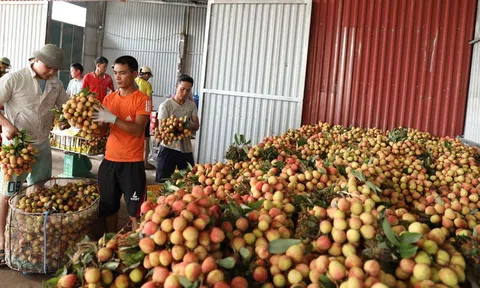 Bắc Giang: Trang Chủ LC88.COM Link Mới 2026 Đăng Ký LC 88 lo lắng vì vải thiều đầu mùa rớt giá