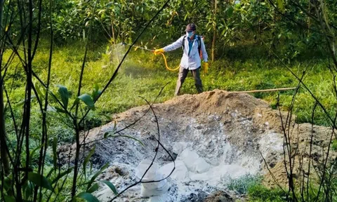 Quảng Ngãi tập trung ngăn chặn dịch cúm gia cầm A/H5N1