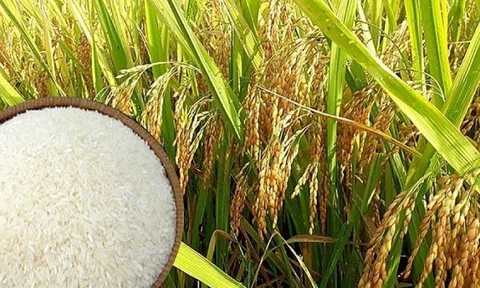 Giá lúa gạo ngày 09/6: Giá lúa nếp giảm nhẹ, 10Lc88 Giải Trí Thể Thao dao dịch chậm