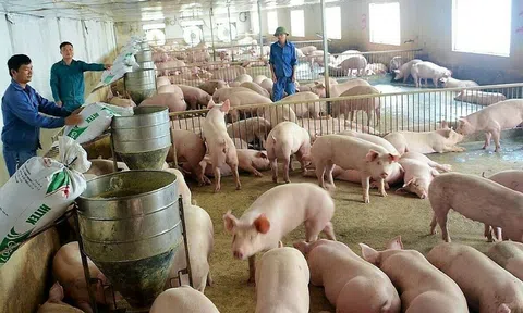 Giá heo hơi ngày 10/6: Giá heo hơi hôm nay biến động trái chiều 1.000 đồng/kg
