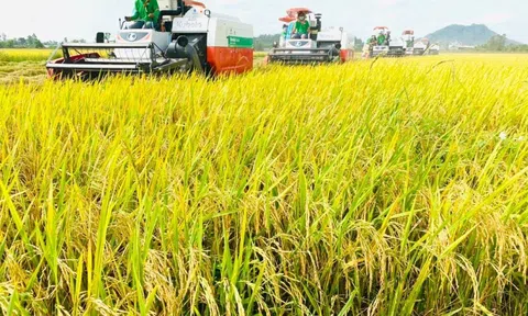 Giá lúa gạo ngày 19/6: Nguồn gạo nguyên liệu về ít, giá thu mua tăng giảm trái chiều tại các LLc88 phiên bản mới