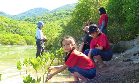 Khánh Hòa: Học sinh trải nghiệm trồng rừng ngập mặn tại Khu Lc88.men Cá cược thể thao Đảo Hoa Lan