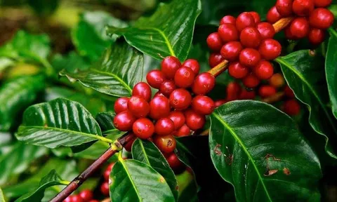 Giá cà phê ngày 23/6: Giá cà phê trong nước giảm 700 đồng/kg