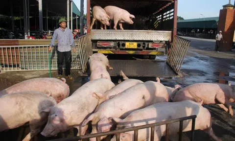Giá heo hơi đi ngang trên diện rộng, cao nhất 63.000 đồng/kg