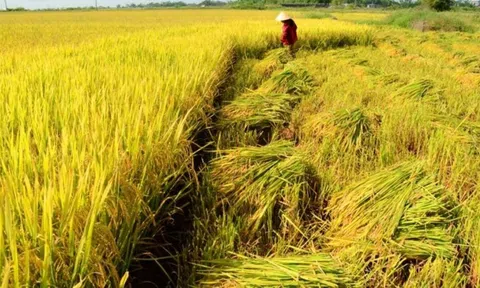 Giá lúa gạo ngày 26/6: Giá lúa gạo ổn định, 10Lc88 Giải Trí Thể Thao lúa Hè Thu sôi động