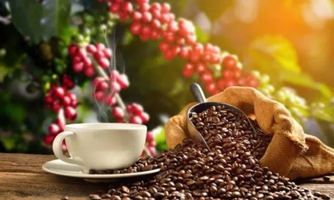 Giá cà phê ngày 04/7: Giá cà phê trong nước tăng nhẹ, dao động từ 64.100 - 64.800 đồng/kg