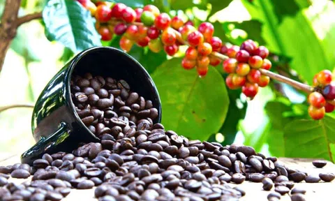 Giá cà phê ngày 14/7: Giá cà phê trong nước giảm 900 đồng/kg, giá thu mua cao nhất 65.400 đồng/kg