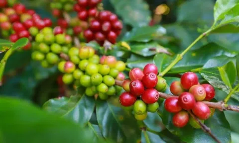 Giá cà phê ngày 15/7: Giá cà phê trong nước tiếp tục giảm, cao nhất 65.300 đồng/kg
