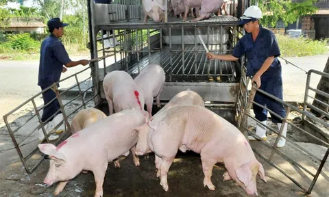 Giá heo hơi hôm nay đi ngang tại miền Bắc và miền Trung, biến động nhẹ tại miền Nam