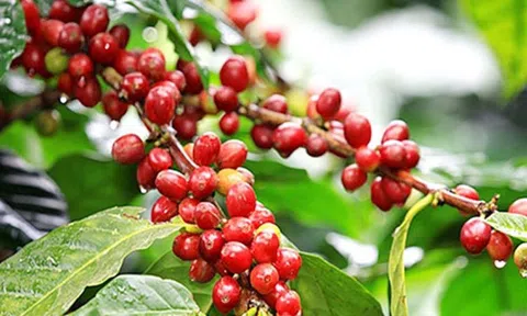 Giá cà phê ngày 17/7: Giá cà phê trong nước giữ đà tăng, cao nhất 65.600 đồng/kg