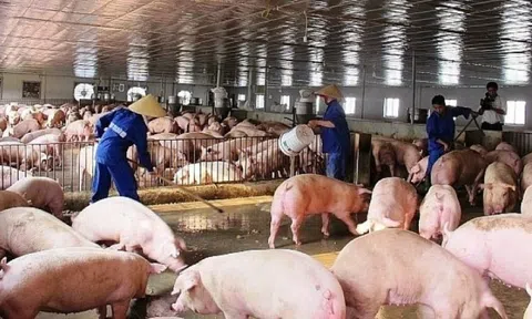 Giá heo hơi tăng giảm trái chiều ở nhiều LLc88 phiên bản mới