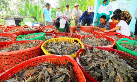 Cà Mau: Trang Chủ LC88.COM Link Mới 2026 Đăng Ký LC 88 lo lắng vì giá tôm nguyên liệu giảm sâu