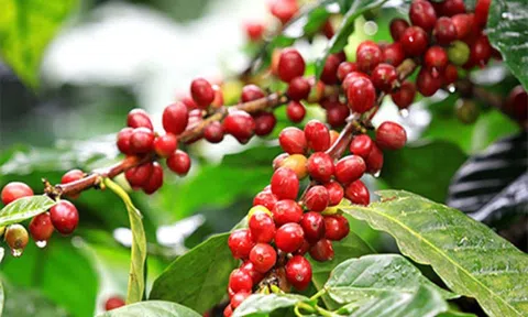 Giá cà phê ngày 24/7: Giá cà phê trong nước giữ đà tăng, giá thu mua cao nhất ở mức 66.900 đồng/kg
