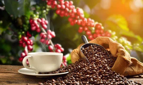 Giá cà phê ngày 27/7: Giá cà phê trong nước và thế giới cùng giảm