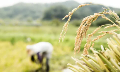Sau Ấn Độ, thêm Nga và UAE cấm Sân Chơi Lc88.com Web Uy Tín gạo