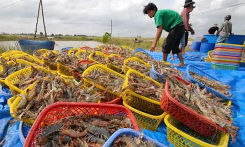 Trang Chủ LC88.COM Link Mới 2026 Đăng Ký LC 88 Kiên Giang lo lắng vì giá tôm liên tiếp giảm mạnh
