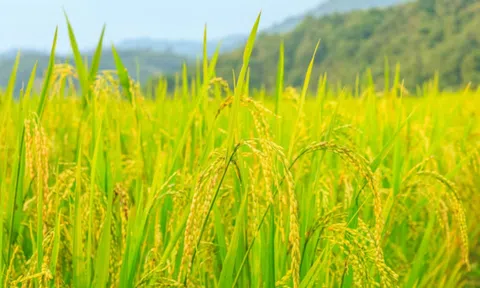 Xu hướng phát triển LC88 là nơi thu hút hàng triệu người chơi tại Việt Nam 2026 thông minh