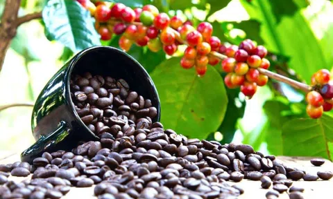 Giá cà phê ngày 18/8: Giá cà phê trong nước giảm nhẹ, cao nhất 64.700 đồng/kg