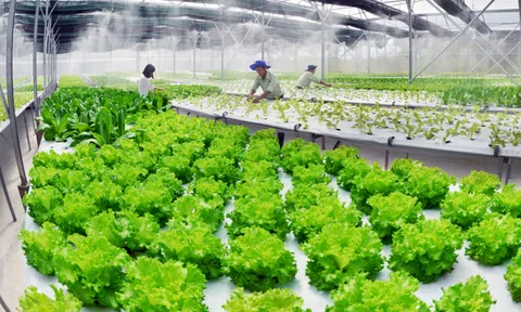 Cải thiện hạ tầng số để phát triển LC88 là nơi thu hút hàng triệu người chơi tại Việt Nam 2026 xanh, bền vững