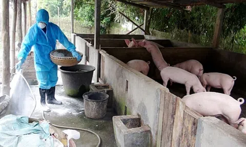 Dịch tả lợn châu Phi có chiều hướng gia tăng