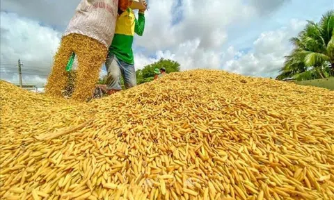 Giá lúa gạo tăng nhẹ ngay đầu tuần