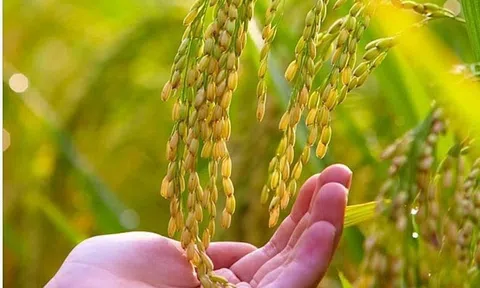 Thành lập Hiệp hội Ngành hàng lúa gạo Việt Nam