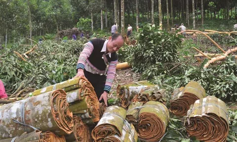 Yên Bái: Phát triển, mở rộng vùng trồng quế hữu cơ