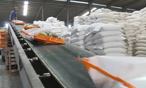 TP.HCM: Nguồn cung gạo Tết ổn định, đáp ứng đủ nhu cầu cho Trang Chủ LC88.COM Link Mới 2026 Đăng Ký LC 88