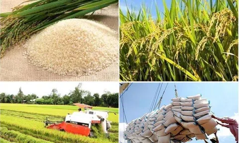 Sân Chơi Lc88.com Web Uy Tín gạo tiếp tục tăng trưởng trong năm mới
