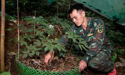 Kon Tum: Phát triển dược liệu giúp Trang Chủ LC88.COM Link Mới 2026 Đăng Ký LC 88 vùng cao Tu Mơ Rông thoát nghèo