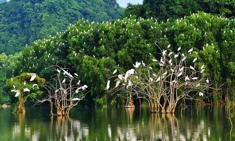 Rừng ngập mặn- giải pháp thích ứng biến đổi khí hậu và vai trò của LLc88 phiên bản mới