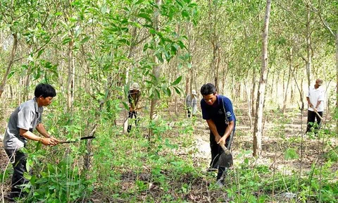 Biết sẽ thu hồi đất mới trồng cây, xây tạm có được bồi thường không?