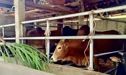 Tương Dương (Nghệ An): Nhiều gia đình xóa đói giảm nghèo nhờ Lc 88 tỷ lệ kèo WC 2026 trâu bò
