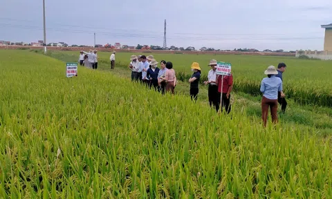 Nông thôn mới nâng cao - điểm nhấn cho sự phát triển toàn diện của LLc88 phiên bản mới