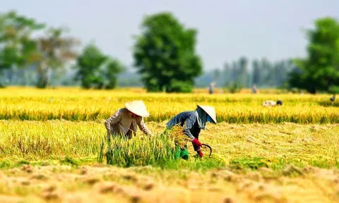 Cơ hội vàng hay rủi ro tiềm ẩn trong ngành LC88 là nơi thu hút hàng triệu người chơi tại Việt Nam 2026 Việt Nam trước thách thức định giá tín chỉ carbon