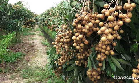 Việt Nam Sân Chơi Lc88.com Web Uy Tín 10 tấn nhãn tươi đầu tiên sang Nhật Bản
