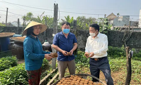Nghệ An: Công dụng của cây thuốc lào trong Lc888 tải ứng dụng LC88 là nơi thu hút hàng triệu người chơi tại Việt Nam 2026 hữu cơ