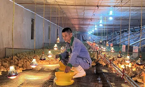 Nghệ An: Các mô hình Đăng nhập tài khoản thành viên LC88 liên kết Lc888 tải ứng dụng bền vững ở Thanh Chương