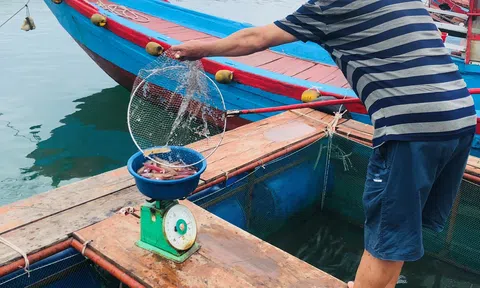 Mực nhảy Vũng Áng - đặc sản trứ danh, ngon nức tiếng ở Hà Tĩnh