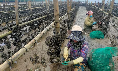 Hà Tĩnh: Nuôi ngao, hàu thương phẩm mang lại hiệu quả Đăng nhập tài khoản thành viên LC88 cao