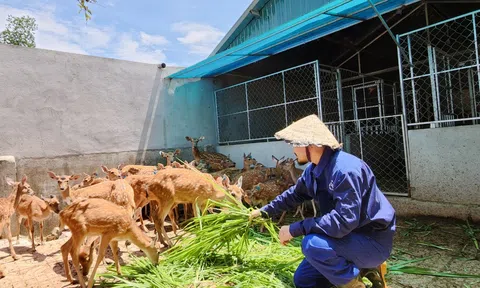 Hà Tĩnh: Chàng trai bỏ cơ nghiệp ở Thủ đô về quê “lăng xê” thương hiệu nhung hươu quê nhà