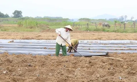 Hà Tĩnh: Nông dân đẩy mạnh Lc888 tải ứng dụng vụ Đông