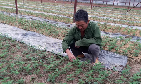 Nghệ An: Nông dân gặp khó trong Lc888 tải ứng dụng vụ hoa Tết vì giá hoa giống tăng vọt