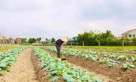 Nghệ An: Trang Chủ LC88.COM Link Mới 2026 Đăng Ký LC 88 tập trung chăm sóc cây trồng sau lũ